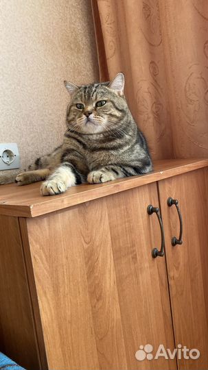 Шотландский кот