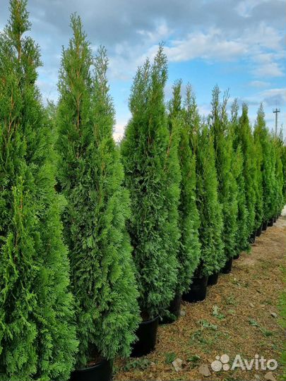 Туя смарагд