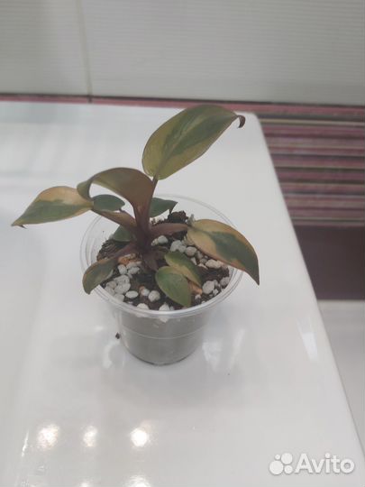 Филодендрон блек кардинал вариегатный