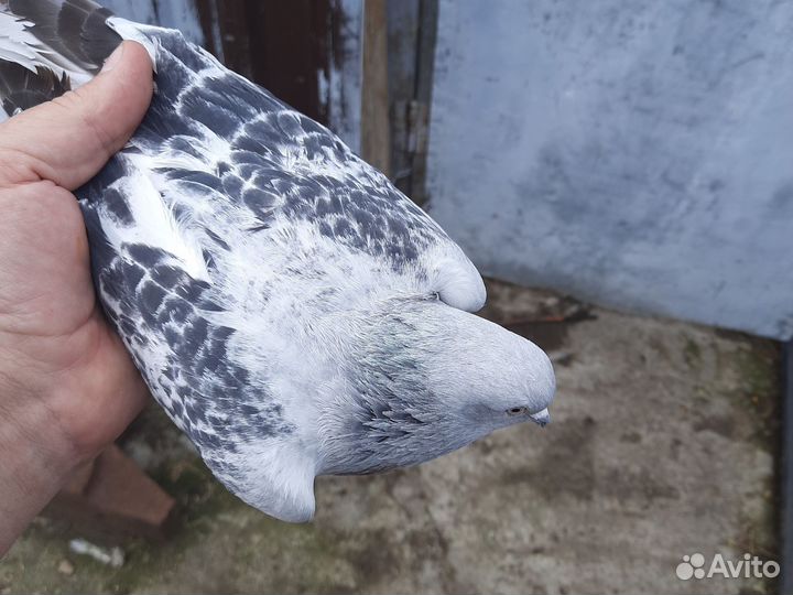 Голуби такла