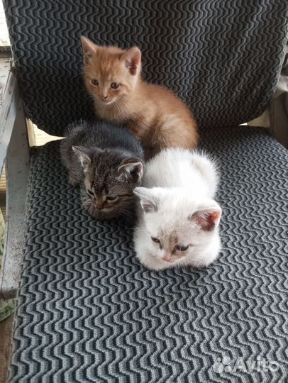 Отдам в добрые руки. Белая кошечка и два кота