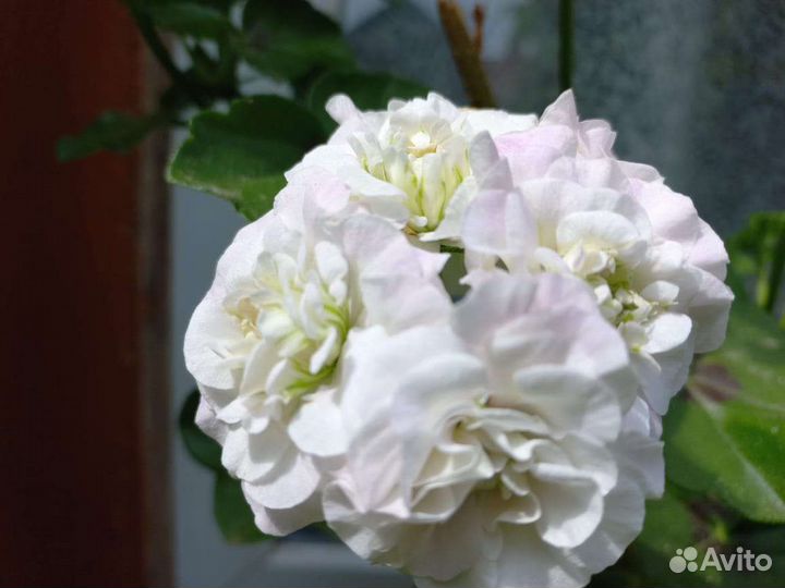 Плющелистная ампельная сортовая пелларгония