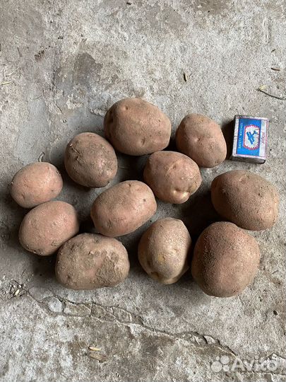 Продам картофель