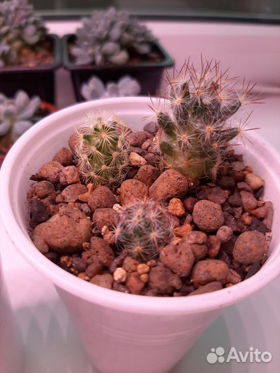 Суккуленты и кактусы