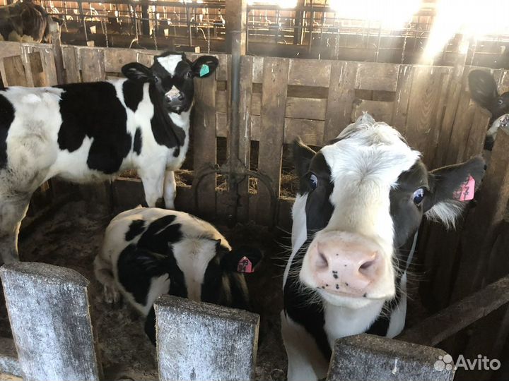 Телятя мясного направления