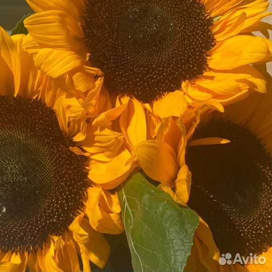 Цветы на 1 сентября