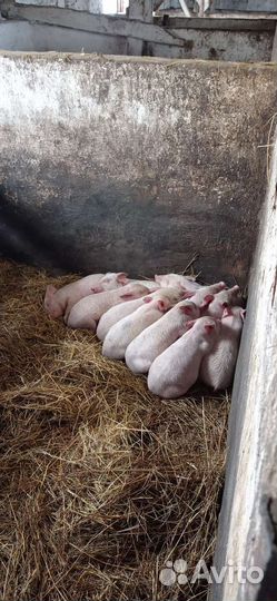 Поросята