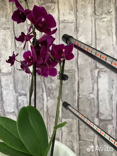 Лампа для растений