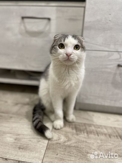 Шотландский вислоухий кот