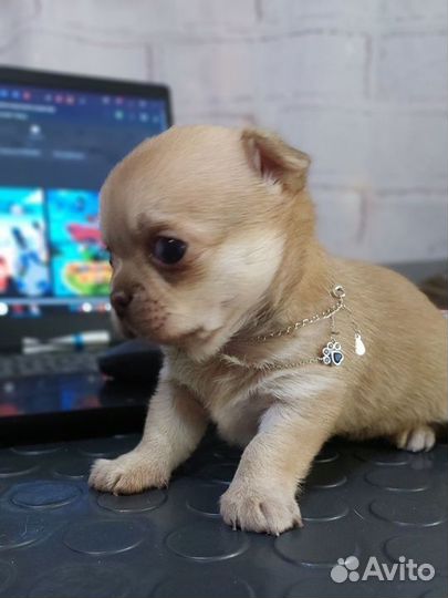 Чихуахуа девочка