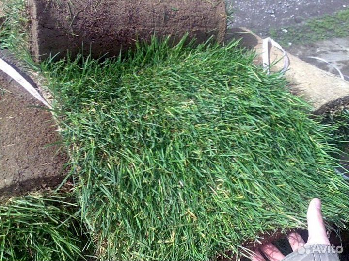 Укладка рулонного газона под ключ