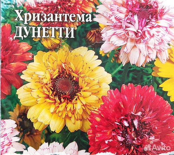 Хризантемы Дунетти