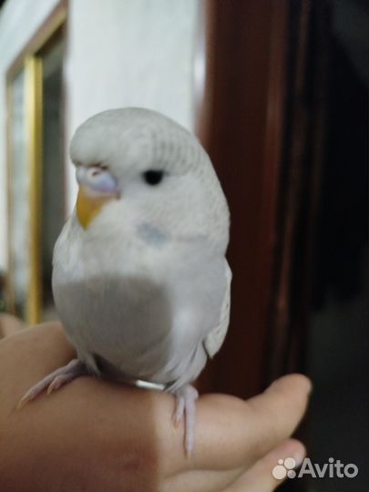 Попугаи ввп чех