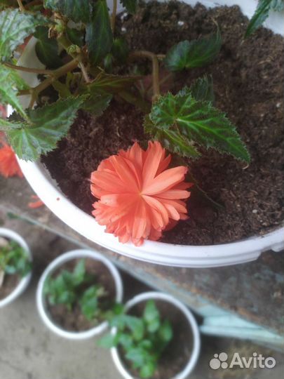 Бегония ампельная