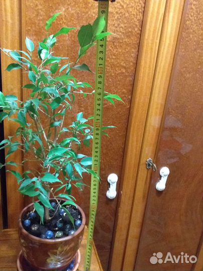 Фикус Бенджамина