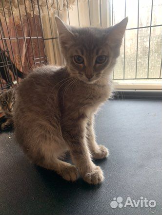 Их маму жестоко убили