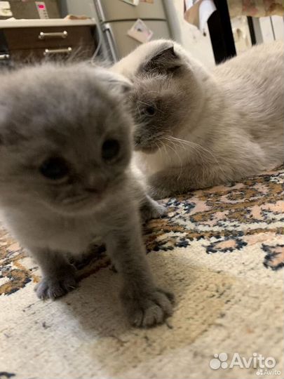 Шотландские вислоухие котята