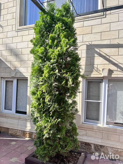 Туя 5 штук