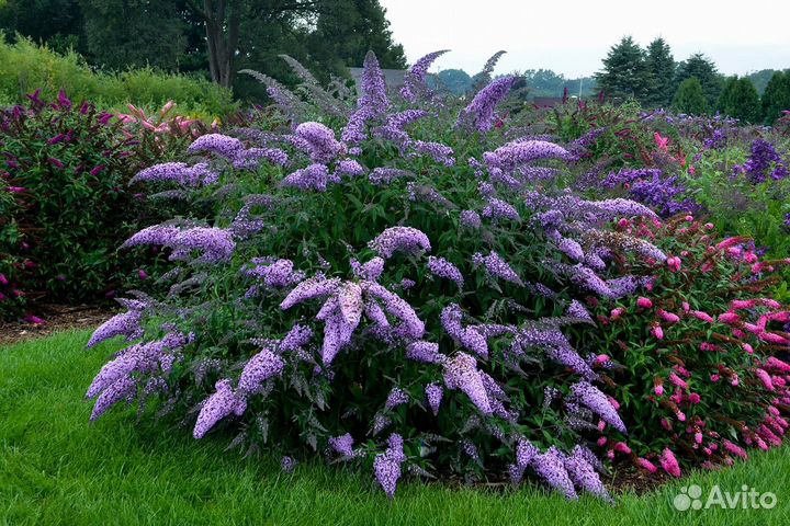 Многолетники садовые. Доставка почтой