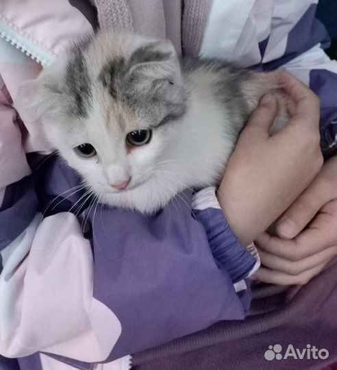 Кошечка вислоухая в дар
