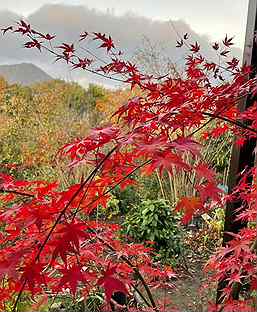 Клен японский palmatum