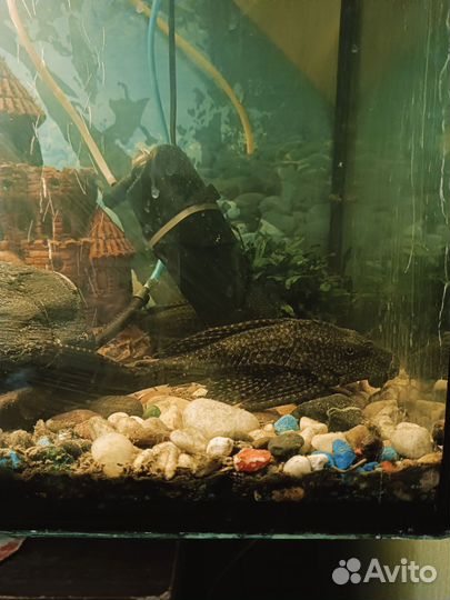 Аквариумные рыбки сомики