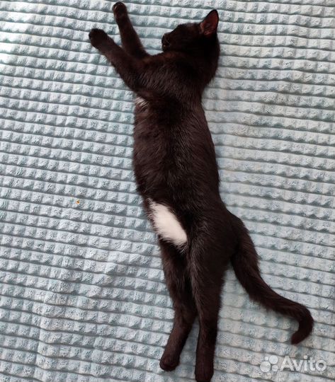 Кошка 3 мес