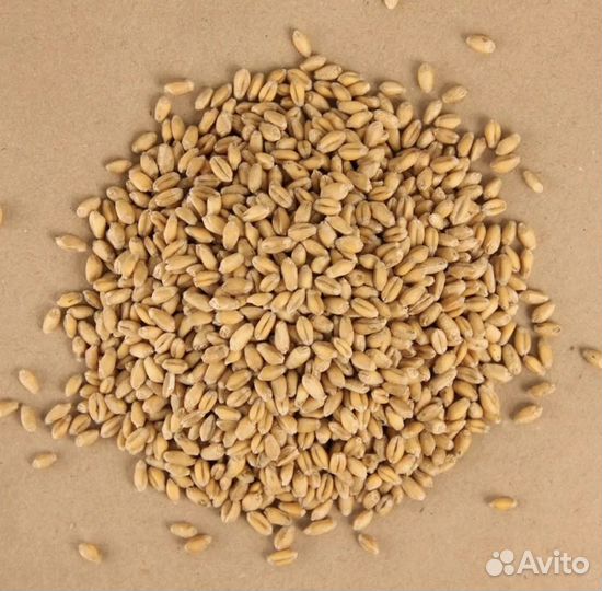 Пшеница для самогона