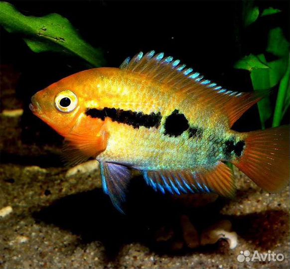 Рыба геротиляпия мультиспиноза