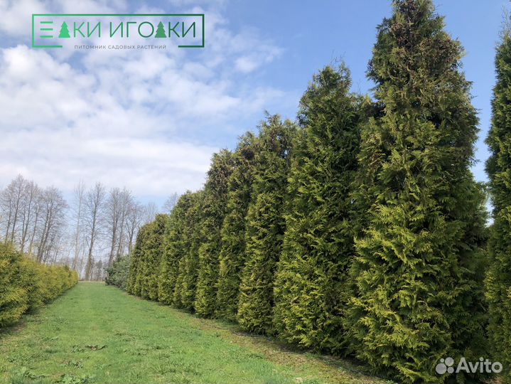 Туи вип качества:Смарагд,Брабант,Колумна