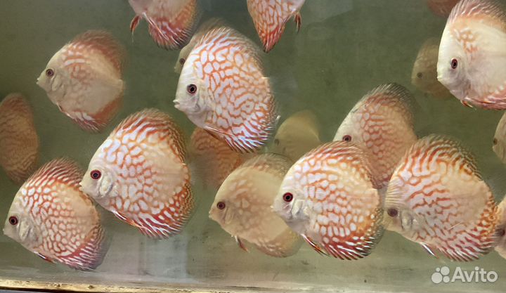 Дискусы: Туркисы, Пиджен, Золотая змея