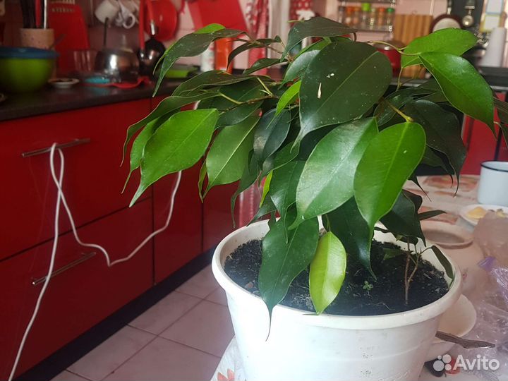 Бенджамина