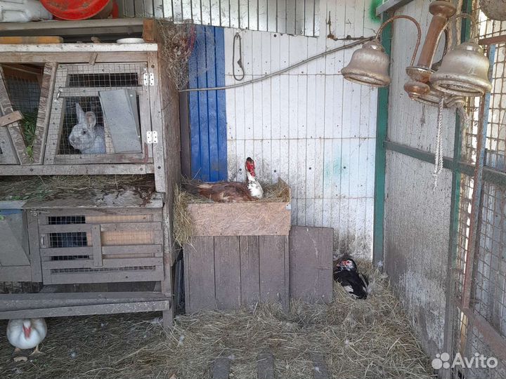 Утята индоутки