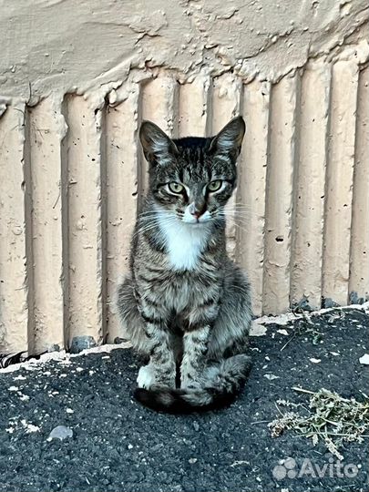 Молодой котик