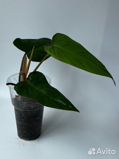 Филодендрон краснеющий (Philodendron erubescens)