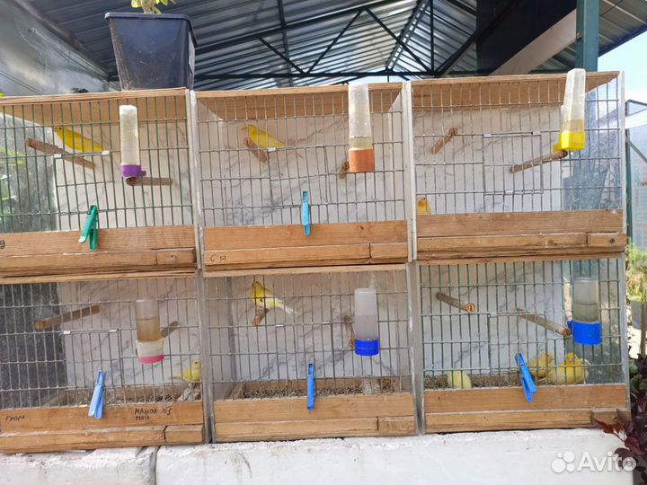 Попугай кенара и канарейки