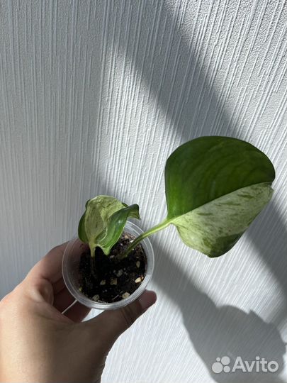 Эпипремнумы,филодендроны