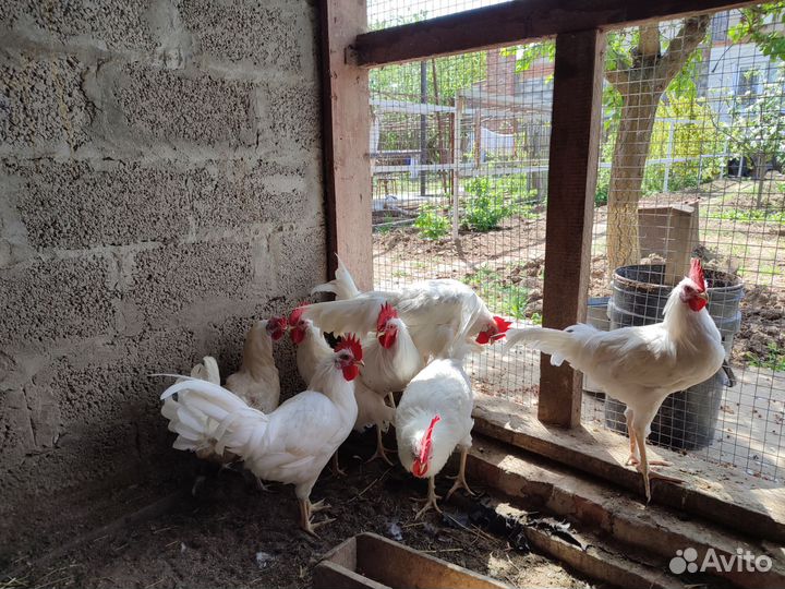 Молодые петухи