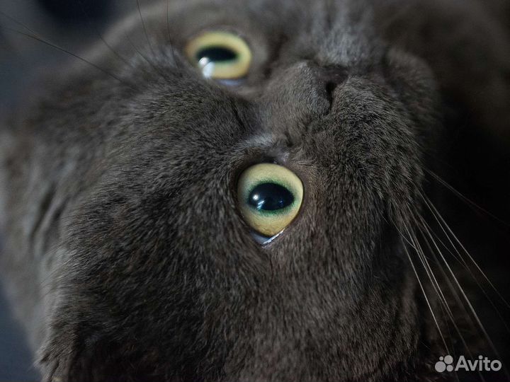 Вязка с котом
