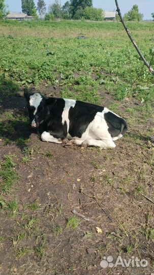 Корова дойная с теленком