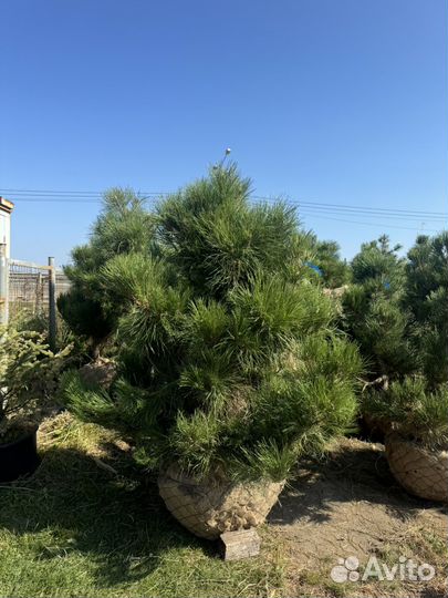 Сосна черная (австрийская)