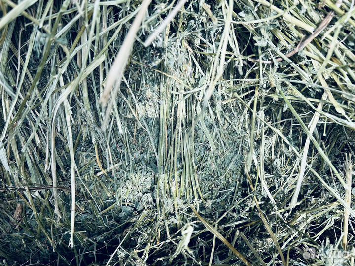 Сено люцерны хорошего качества