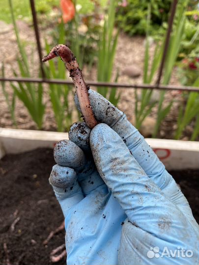 Черви для рыбалки дендробена