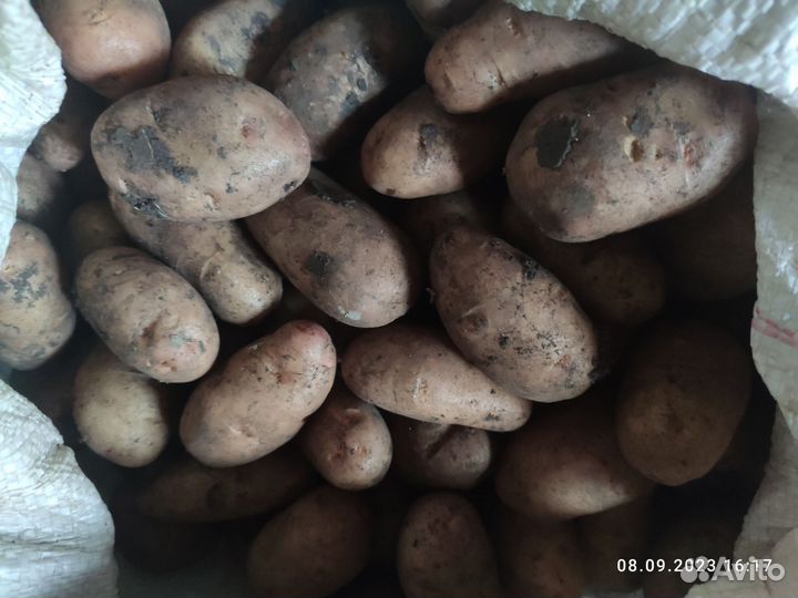 Продам картофель