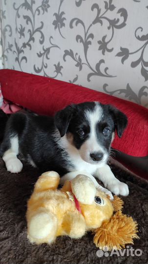 Родители щенка Метизы с овчарками