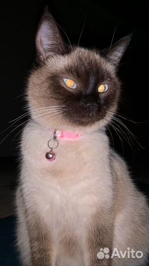 Тайская кошка