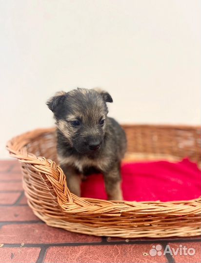 Щенок мальчик