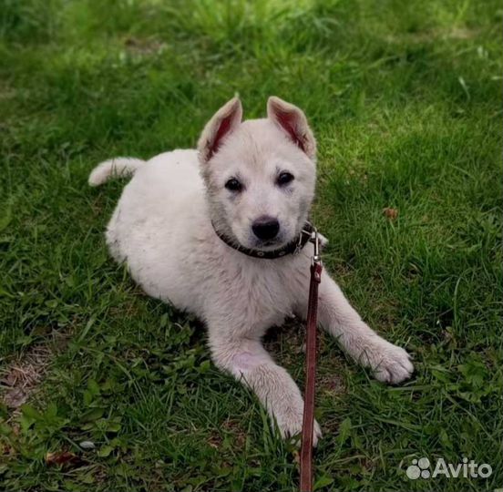 Раздаёт счастье в дом