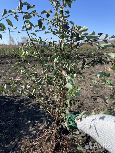 Спирея белая