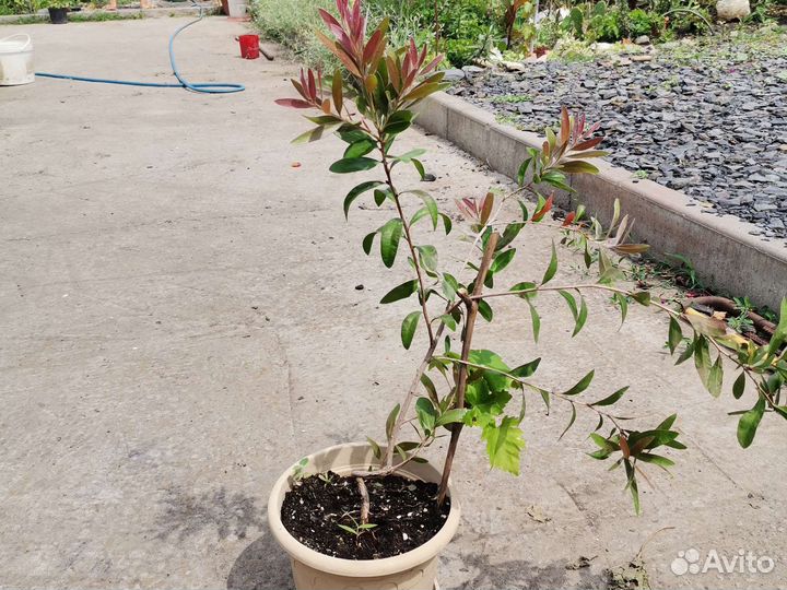 Калистемон